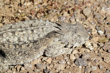 Well camouflaged Regal Horned Lizard in Organ Pipe National Monument, Ajo, Arizona, USA