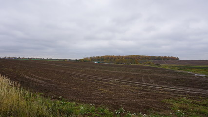 Fototapeta premium Deer in the countryside of Russia