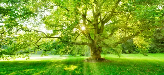 Foto op Plexiglas De zon schijnt door de groene bladeren van een machtige platanusboom © AVTG