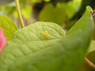 little spider is climbingup on the leaf