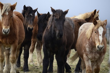 Obraz na płótnie Canvas Horses in a field