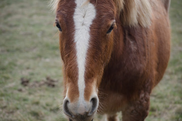 Horses in a field