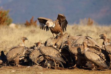 Group of griffon vultures eating