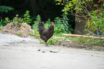Black chicken