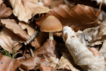 Pilze im Wald