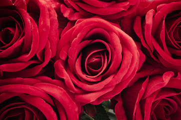 Bouquet of fresh res roses, flower bright background.