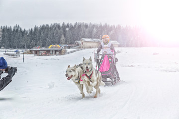 Fototapeta na wymiar Sled dog racing alaskan malamute snow winter competition race