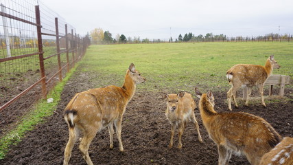 Deer in countryside