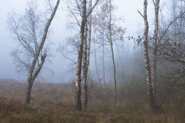 A misty morning at Knightwood Inclosure in the New Forest National Park.