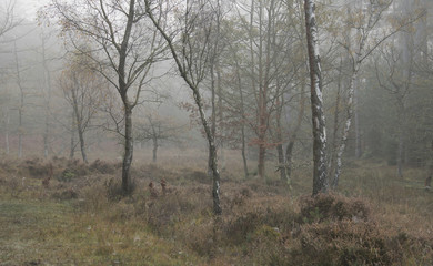A misty morning at Knightwood Inclosure in the New Forest National Park.