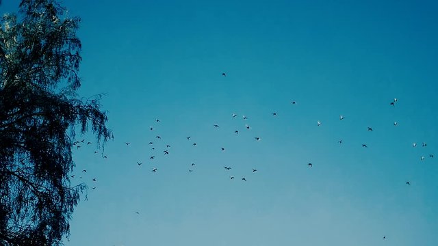 Flock of birds flying in winter forest