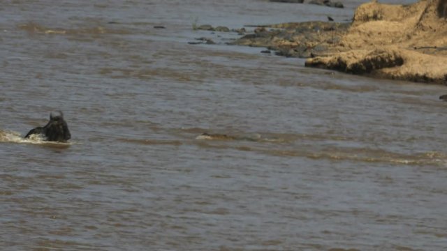 a crocodile unsuccessfully attacks several adult wildebeest in the mara river of maasai mara game reserve, kenya