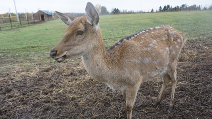 Red fawn in Russia countryside