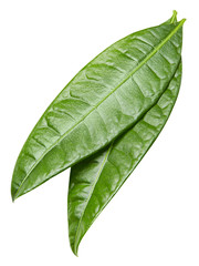 Obraz premium Ripe mango isolated