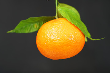 Mandarine mit drei Blätter vor einfarbigen Hintergrund im Studio fotografiert.
