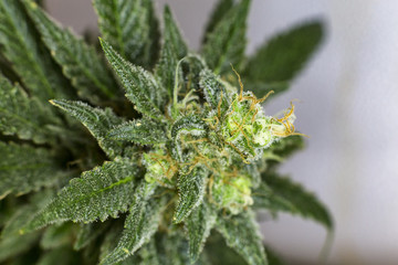 Delicious Dank indoor medical cannabis untrimmed bud.