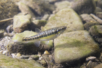 Underwater photography of Common minnow (phoxinus phoxinus) in a small creek. Beautiful little fish in close up photo. Underwater photography in wild nature. River habitat.