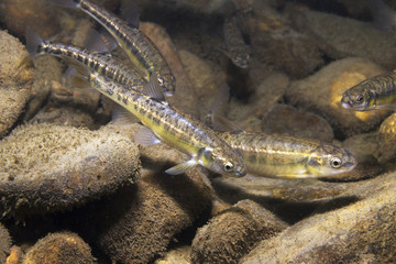 Underwater photography of Common minnow (phoxinus phoxinus) preparing for spawning in a small...