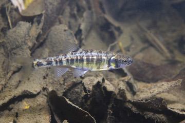 Underwater photography of Common minnow (phoxinus phoxinus) preparing for spawning in a small...
