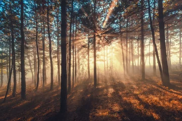Gordijnen Zonnestralen stromen door bomen in mistig bos © ValentinValkov