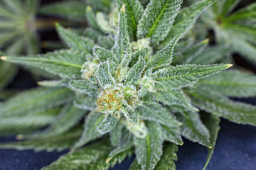 Dank delicious looking medical marijuana with hairs.