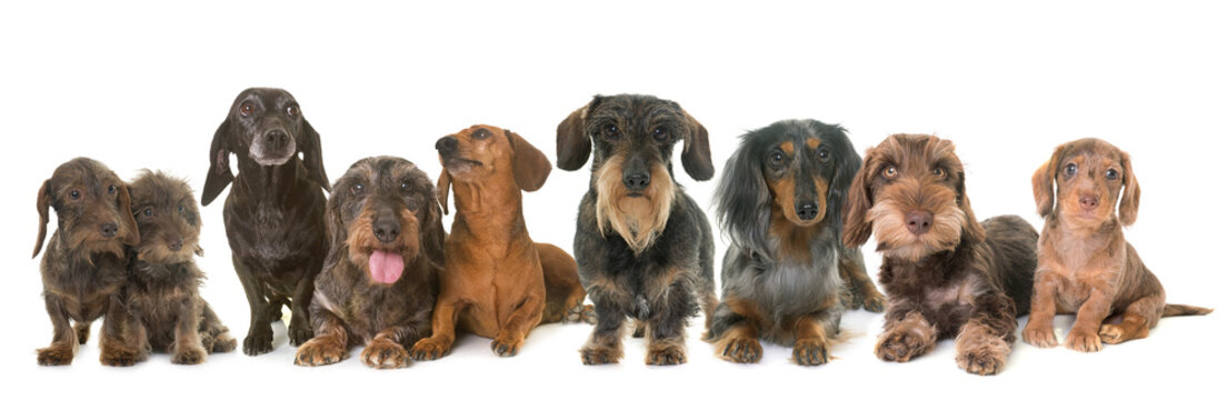 group of dachshunds in studio