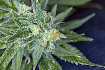 Macro view of medical marijuana bud with orange hairs and trichomes.