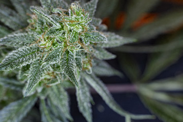 Macro view of trichomes on a medical marijuana bud and leaves.