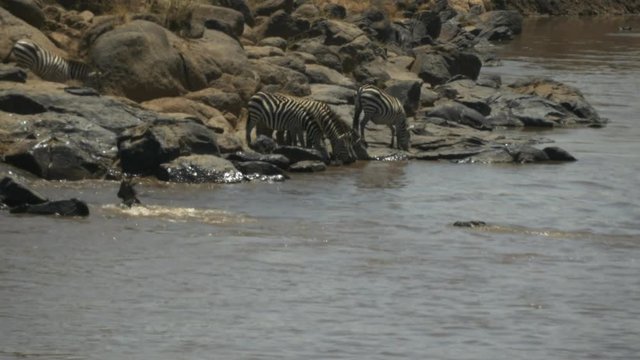 a crocodile unsucessfully chases a young wildebeest