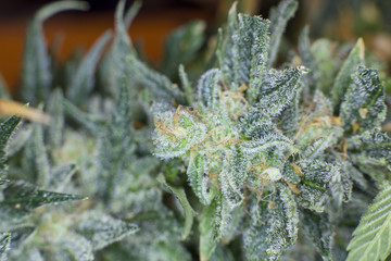 Macro view of medical marijuana bud under UV light.