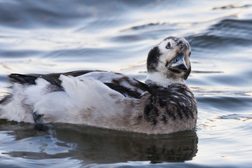 Long-tailed duck swimming on water waves. Cute duck winter migrant from north. Bird in wildlife.