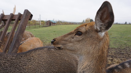 Deer in countryside