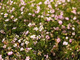Gypsophila is a genus of flowering plants in the carnation family