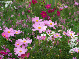 Fototapeta premium Colorful cosmos flowers field