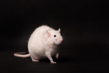 White rat isolated on dark background