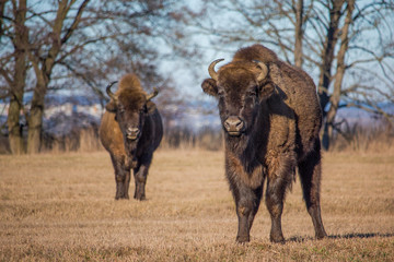Two bisons looking at camera while grazing on dry grass, naliboki, belarus