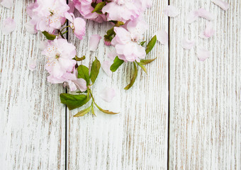 Spring sakura blossom