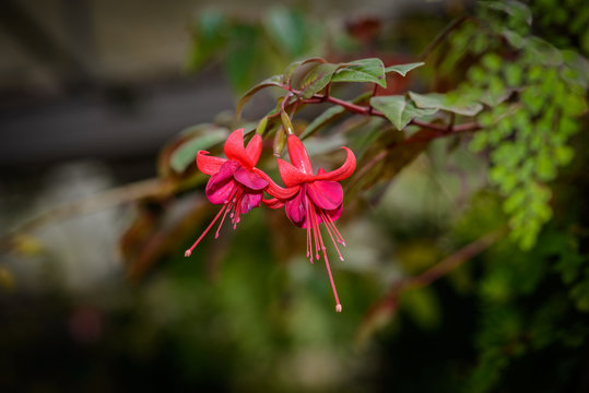 fuchsia magellanica flower