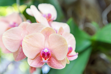 Orchid flower in orchid garden at winter or spring day for postcard beauty and agriculture idea...