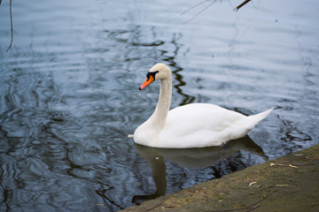 White swan in the city park