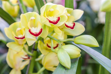 Orchid flower in orchid garden at winter or spring day for postcard beauty and agriculture idea...