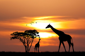 illustration of giraffe at sunset