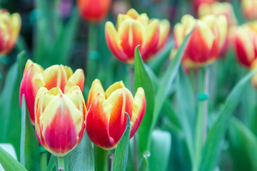 Beautiful tulips in tulip field with green leaf background at winter or spring day. broken tulip.