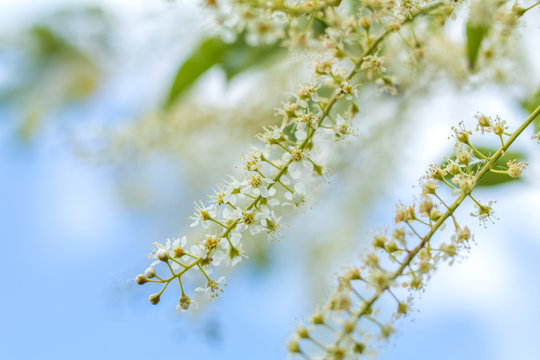 Beautiful spring scene with many little flowers. Cherry bird-cherry tree blossom. Blue sky background. Toned photo. Shallow depth of the field.