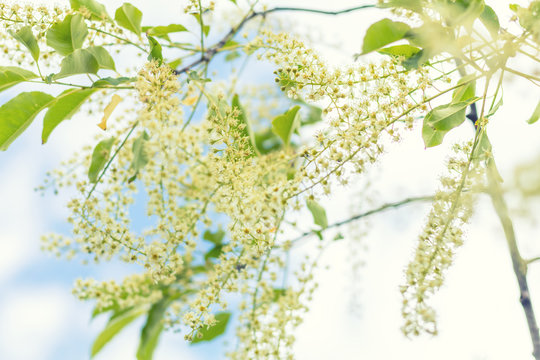 Beautiful spring scene with many little flowers. Cherry bird-cherry tree blossom. Blue sky background. Toned photo. Shallow depth of the field.