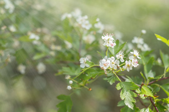 Beautiful spring scene with many little flowers. Hawthorn tree blossom. Toned photo. Shallow depth of the field.