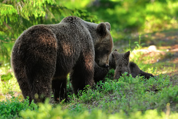 Mother bear with cubs. Momma bear with cubs. Bear family in forest.