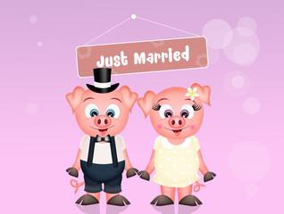 Wedding of pigs