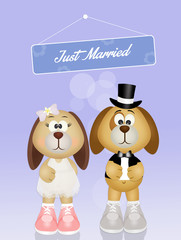 Wedding of dogs