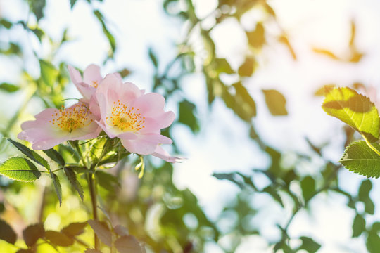 Beautiful summer scene with dog-rose flowers on blue sky background. Toned photo. Shallow depth of the field.